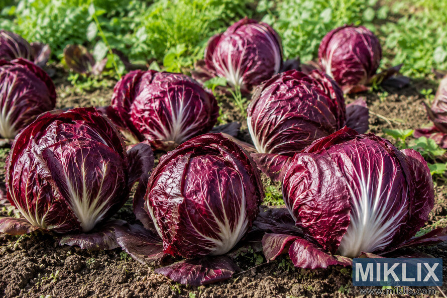 Multiple mature purple radicchio heads with crisp white veins growing in rich soil in a traditional Italian vegetable garden, illuminated by warm natural sunlight with green foliage in the background. Multiple mature purple radicchio heads with crisp white veins growing in rich soil in a traditional Italian vegetable garden, illuminated by warm natural sunlight with green foliage in the background.