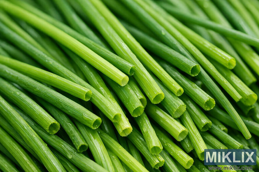 Close-up photograph of fresh green chives with water droplets on their glossy surface, showing detailed texture and hollow cut ends. Close-up photograph of fresh green chives with water droplets on their glossy surface, showing detailed texture and hollow cut ends.