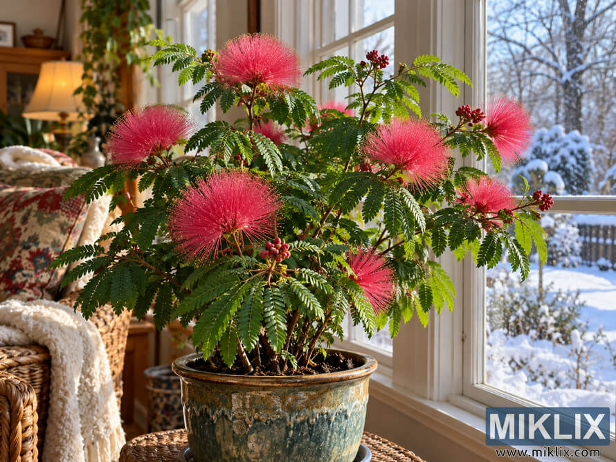 Pink powder puff plant in a glazed ceramic pot beside a sunny indoor window, with snow-covered trees and garden visible outside. Pink powder puff plant in a glazed ceramic pot beside a sunny indoor window, with snow-covered trees and garden visible outside.
