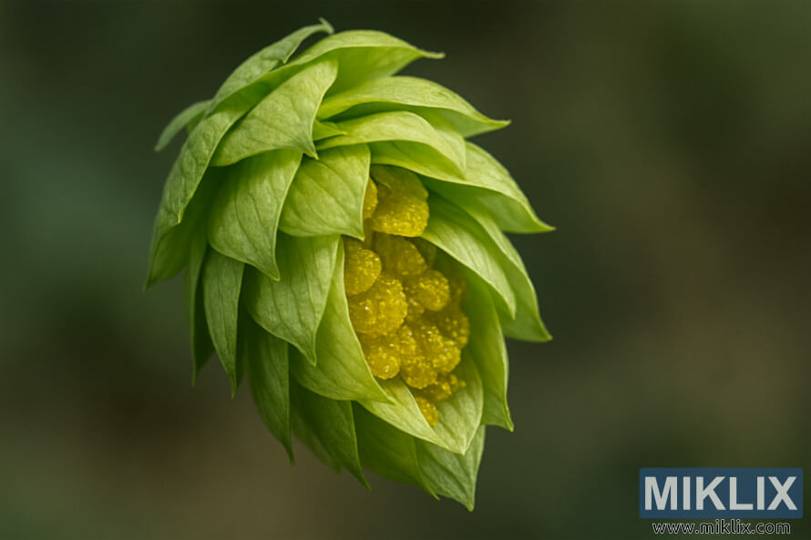 Image macro d'un cÃ´ne de houblon Shinshuwase montrant des bractÃ©es vertes et des glandes Ã  lupuline jaune vif sous une douce lumiÃ¨re naturelle.