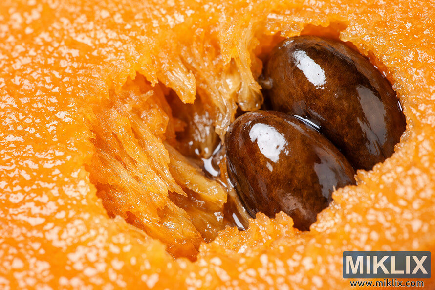Close-up macro photograph of a loquat fruit showing its vibrant orange flesh and glossy brown seeds. Close-up macro photograph of a loquat fruit showing its vibrant orange flesh and glossy brown seeds.