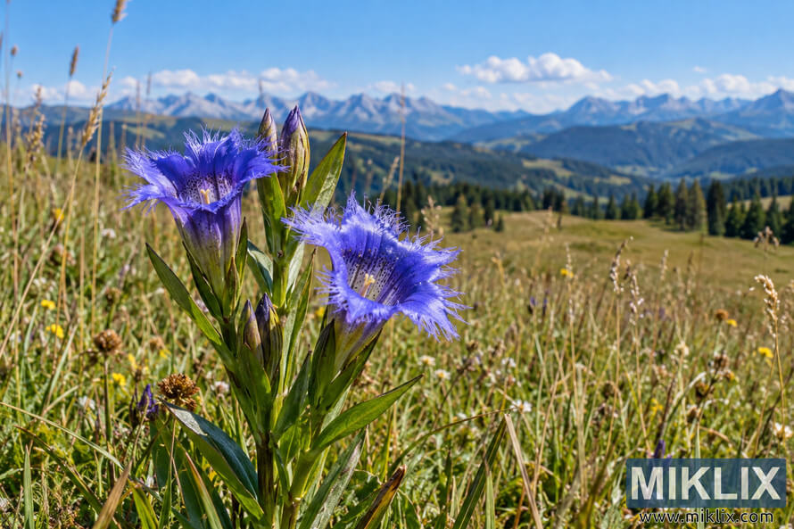 Blue-violet fringed gentian flowers and buds in a sunlit native meadow, with grasses, rolling hills, distant mountains, and a blue sky. Blue-violet fringed gentian flowers and buds in a sunlit native meadow, with grasses, rolling hills, distant mountains, and a blue sky.