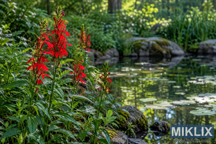 Vivid red cardinal flowers growing among green foliage and mossy rocks beside a partially shaded woodland pond with lily pads. Vivid red cardinal flowers growing among green foliage and mossy rocks beside a partially shaded woodland pond with lily pads.