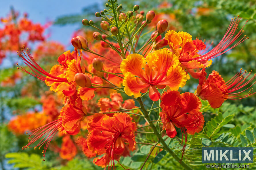 Close-up of vivid orange, red, and yellow peacock flowers with long red stamens, green buds, and fern-like foliage against a softly blurred garden background. Close-up of vivid orange, red, and yellow peacock flowers with long red stamens, green buds, and fern-like foliage against a softly blurred garden background.