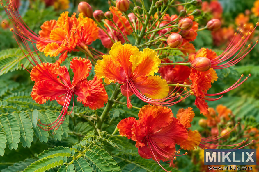 Close-up of orange, red, and yellow Pride of Barbados flowers with long red stamens, colorful buds, and dense green fern-like foliage. Close-up of orange, red, and yellow Pride of Barbados flowers with long red stamens, colorful buds, and dense green fern-like foliage.