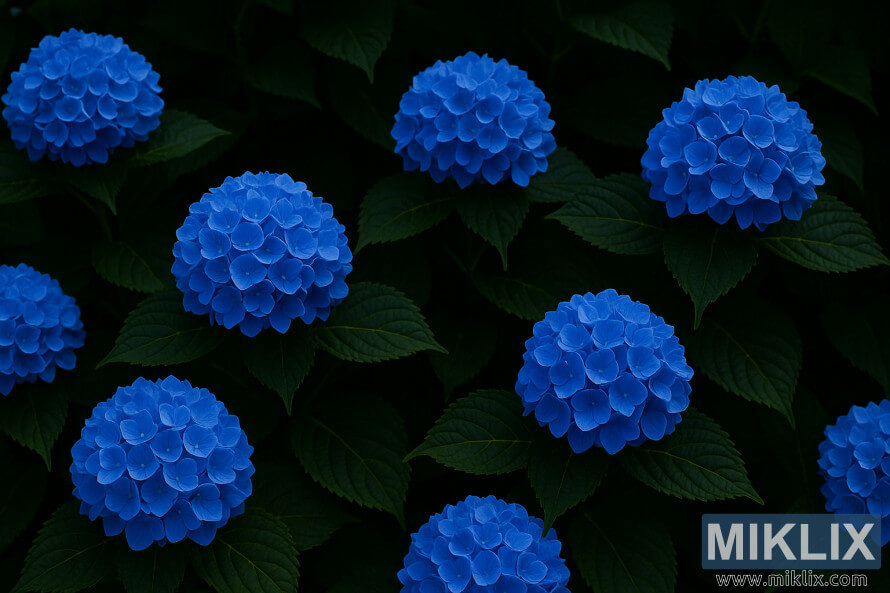 Nikko Blue hortenzije u Å¾ivopisnom kobaltu cvetaju sa bujnim tamno zelenim liÅ¡Äem u mekom letnjem svetlu.