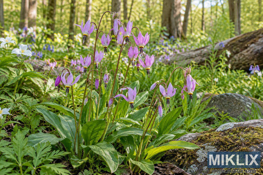 Pink-lavender shooting star flowers growing among lush green foliage, ferns, mossy rocks and spring wildflowers in a sunlit woodland garden.