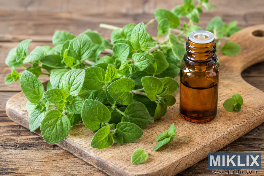 Fresh green oregano leaves arranged on a rustic wooden cutting board beside a small amber essential oil bottle in warm natural light. Fresh green oregano leaves arranged on a rustic wooden cutting board beside a small amber essential oil bottle in warm natural light.
