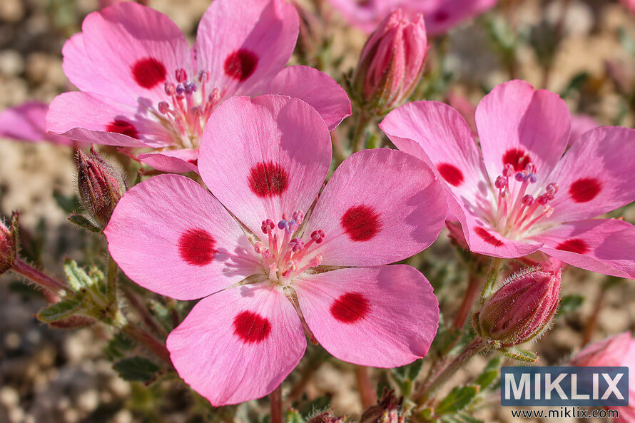 Close-up of pink five-petaled desert flowers with dark red spots, fuzzy buds, green foliage, and a softly blurred sandy background Close-up of pink five-petaled desert flowers with dark red spots, fuzzy buds, green foliage, and a softly blurred sandy background