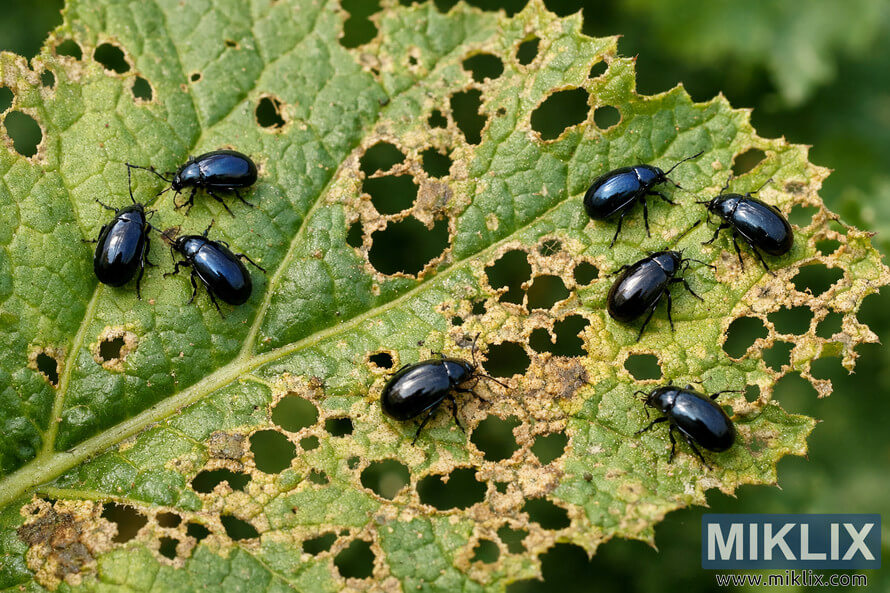 Close-up of flea beetles feeding on a mustard leaf with numerous small shot holes and visible pest damage.
