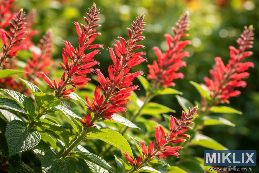Gros plan de lâananas de sauge avec des fleurs tubulaires rouges vives et des feuilles vertes brillant sous la lumiÃ¨re chaude du jardin