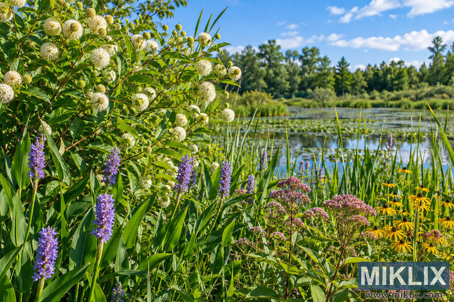 Buttonbush with white spherical blooms among purple, pink, and yellow wetland flowers beside a calm pond with reeds, lily pads, and trees. Buttonbush with white spherical blooms among purple, pink, and yellow wetland flowers beside a calm pond with reeds, lily pads, and trees.