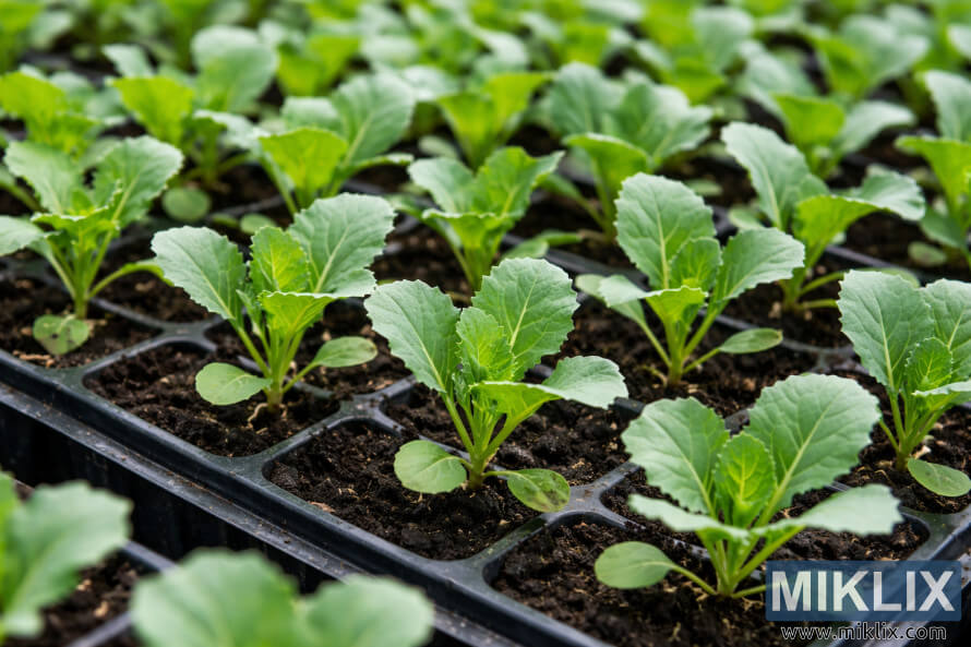 Itacen kabeji mai ganyen farko na gaske suna girma daidai a cikin tiren iri baÆi a ÆarÆashin hasken halitta