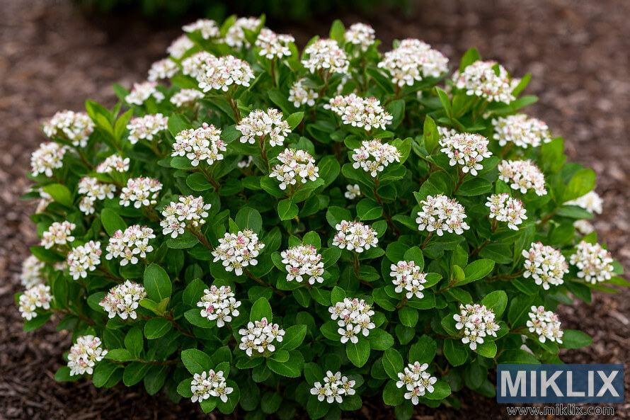 Compact Low Scape Mound Aronia shrub with dense white flower clusters and green foliage in a mulched garden bed.