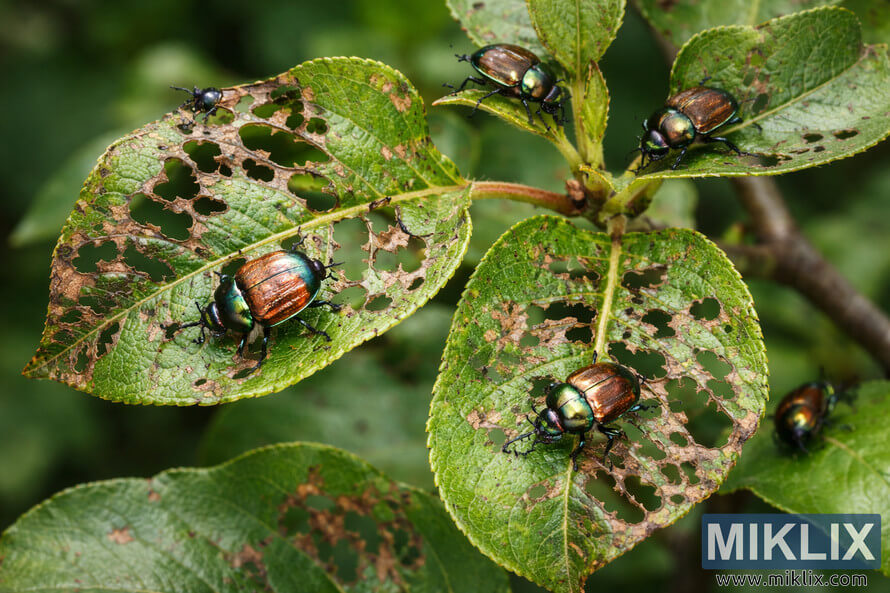 Close-up landscape photo of Japanese beetles feeding on quince leaves with skeletonized holes and brown-edged damage.