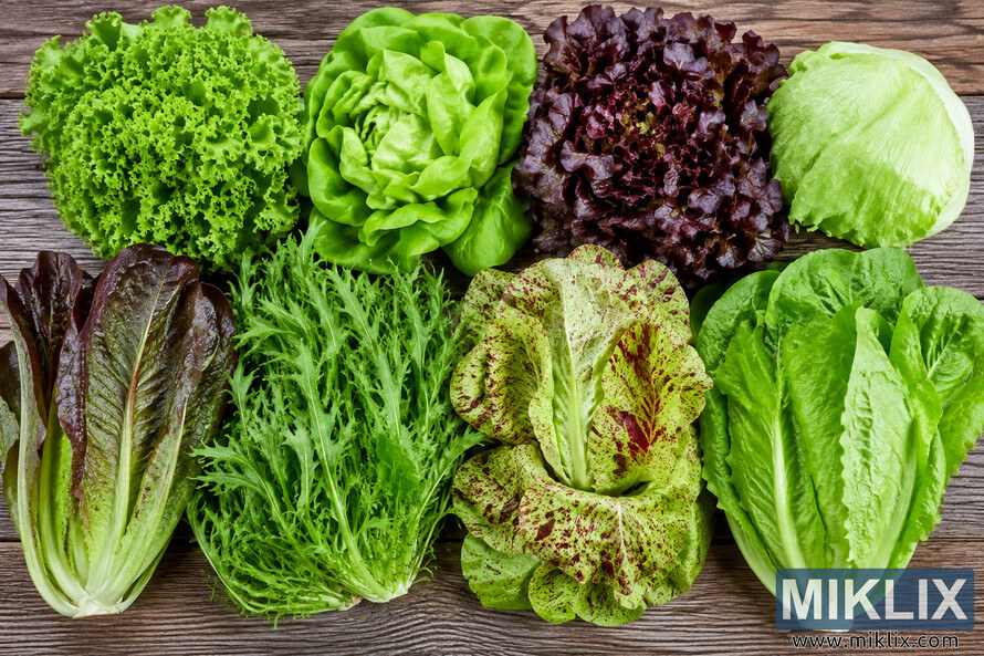 Top-down landscape photograph showing multiple fresh lettuce varieties arranged side by side on a rustic wooden table for visual comparison, including green leaf lettuce, butter lettuce, red leaf lettuce, iceberg lettuce, romaine lettuce, frisée, and speckled heirloom lettuce. Top-down landscape photograph showing multiple fresh lettuce varieties arranged side by side on a rustic wooden table for visual comparison, including green leaf lettuce, butter lettuce, red leaf lettuce, iceberg lettuce, romaine lettuce, frisée, and speckled heirloom lettuce.
