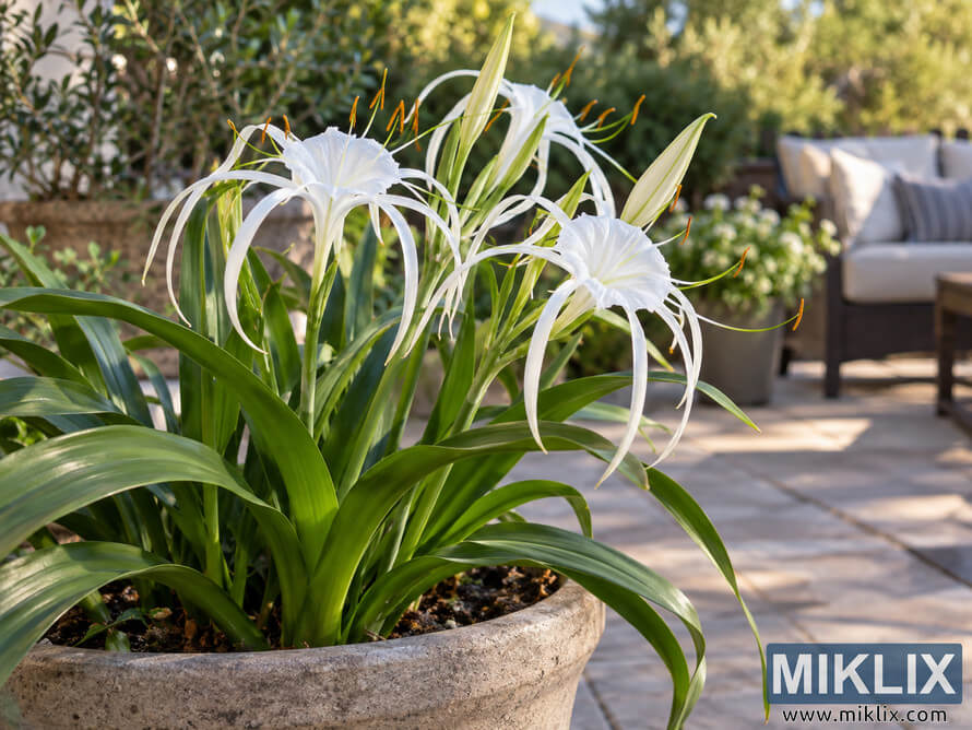 White Peruvian daffodil flowers with long green leaves growing in a textured stone patio planter, with blurred outdoor seating and garden foliage behind.