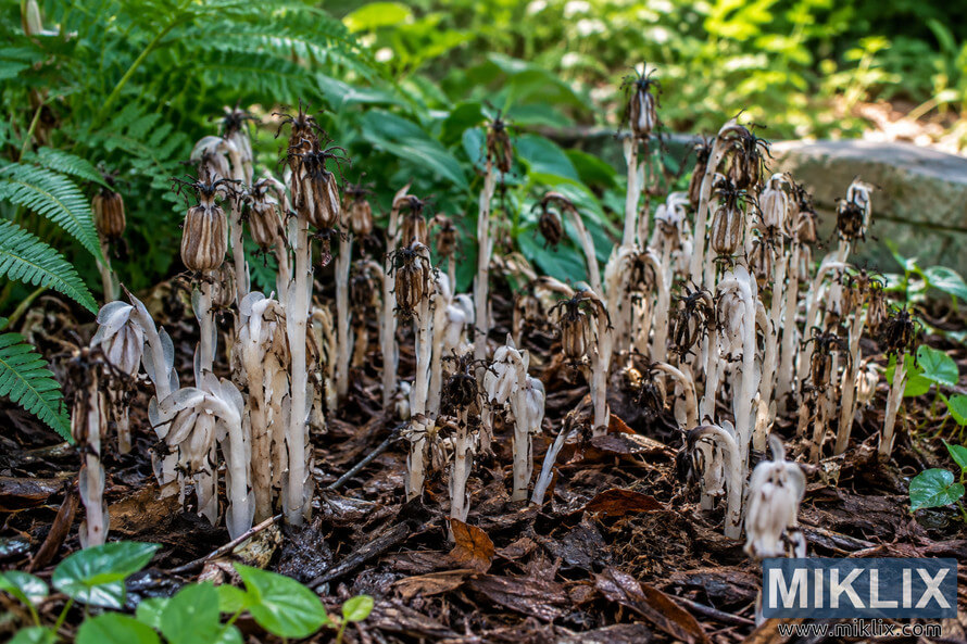 Pale ghost flower stems with dried brown flower remnants rising from leaf litter among green ferns in a shaded garden bed. Pale ghost flower stems with dried brown flower remnants rising from leaf litter among green ferns in a shaded garden bed.