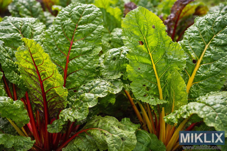 Close-up of healthy Swiss chard leaves with red and yellow stems showing small holes and minor pest damage in a garden bed.