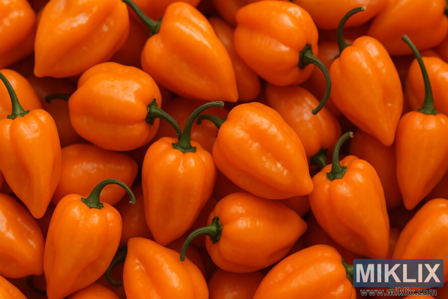 à¬à¬àà¬àà±à¬³ à¬à¬®à¬³à¬¾ ହାବାନàରà ଲà¬àà¬à¬¾à¬° à¬à¬ ନିà¬à¬à¬°à ଦàଶàà ଯାହା ସàମାନà¬àà¬à¬° à¬àà¬àà¬à¬¿à¬¤, ଲଣàଠନ ପରି à¬à¬àତି ଦରàଶାà¬à¬à¬¿à¥¤ à¬à¬àà¬àà±à¬³ à¬à¬®à¬³à¬¾ ହାବାନàରà ଲà¬àà¬à¬¾à¬° à¬à¬ ନିà¬à¬à¬°à ଦàଶàà ଯାହା ସàମାନà¬àà¬à¬° à¬àà¬àà¬à¬¿à¬¤, ଲଣàଠନ ପରି à¬à¬àତି ଦରàଶାà¬à¬à¬¿à¥¤