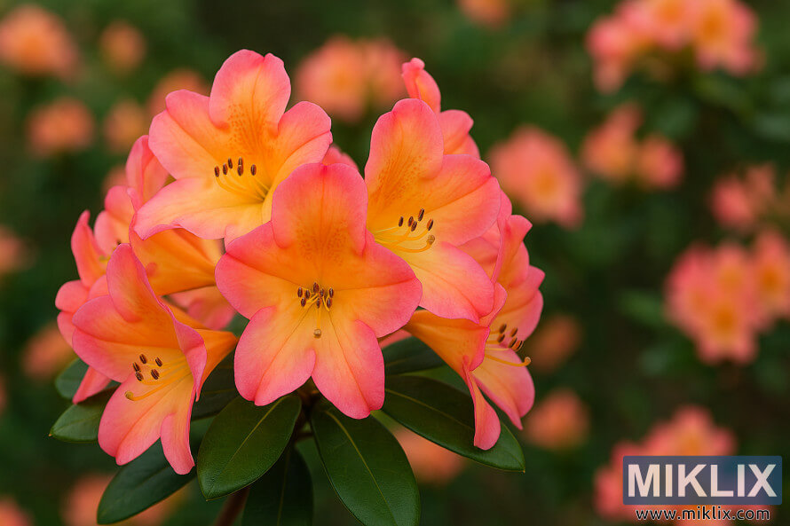 Gros plan du rhododendron chanteur de septembre avec des centres orange qui sâestompent vers des bords roses.