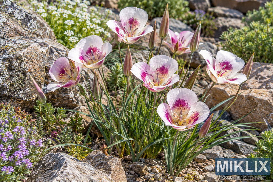 Pale pink and white Calochortus-like flowers with magenta centers and slender buds growing among sunlit rocks, gravel, and small flowering plants. Pale pink and white Calochortus-like flowers with magenta centers and slender buds growing among sunlit rocks, gravel, and small flowering plants.