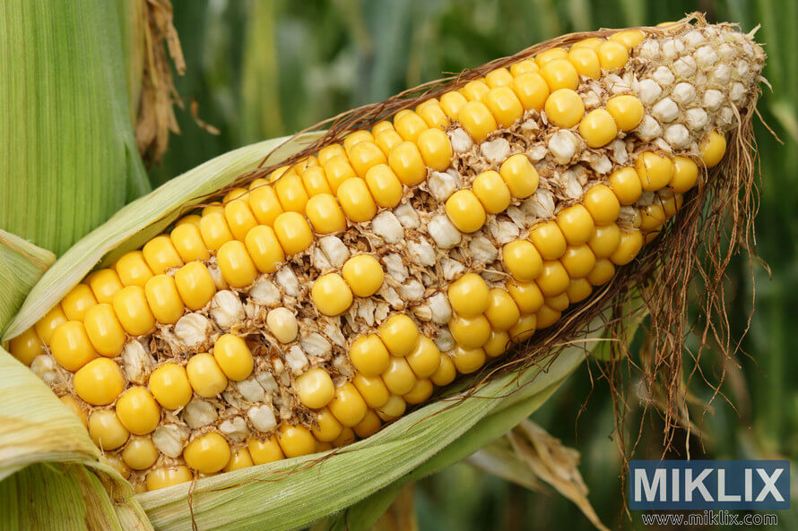 Close-up of a corn ear with uneven kernel development and missing kernels caused by poor pollination.