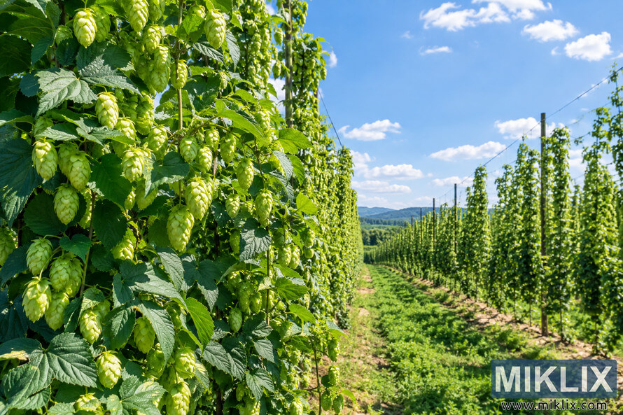 Wide summer view of a lush Saphir hop field, with abundant green hop cones and leaves in the foreground, long trellised rows receding into the distance, rolling hills, and a bright blue sky with scattered white clouds.