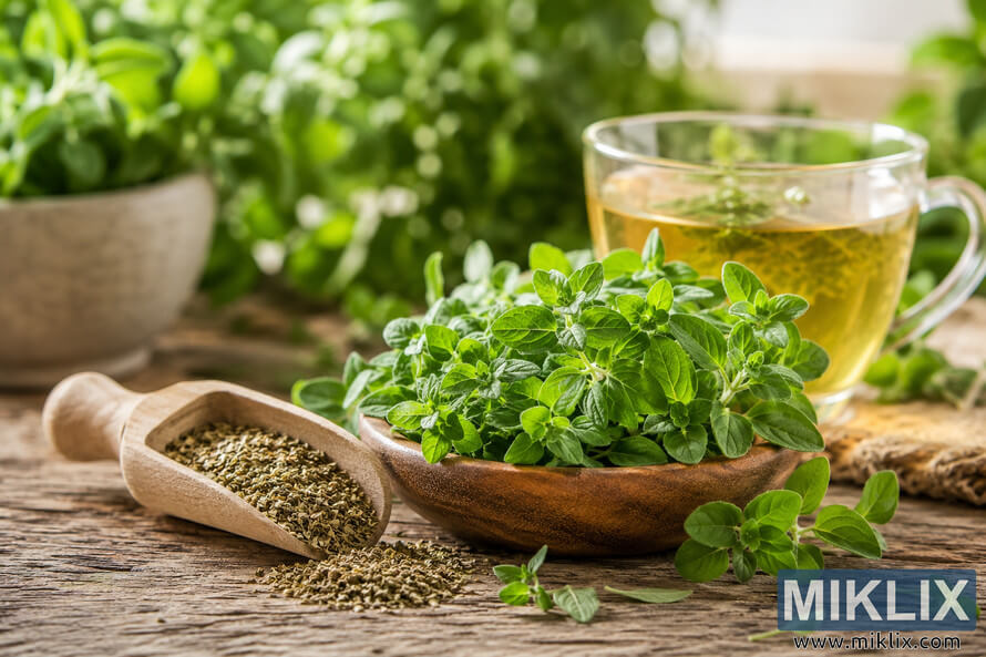 Fresh oregano leaves in a rustic wooden bowl beside dried oregano herbs and a glass cup of herbal tea on a weathered wooden table, illuminated by soft natural sunlight with a blurred green botanical background. Fresh oregano leaves in a rustic wooden bowl beside dried oregano herbs and a glass cup of herbal tea on a weathered wooden table, illuminated by soft natural sunlight with a blurred green botanical background.