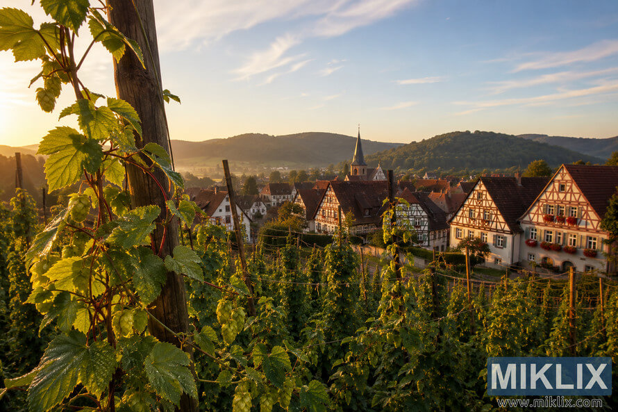 Landscape photograph of lush hop vines covered in morning dew climbing rustic wooden trellises in the foreground, overlooking traditional German half-timbered houses, a church steeple, rolling green hills, and a blue sky with wispy clouds at sunrise near Hersbruck, creating a peaceful and historic rural atmosphere.