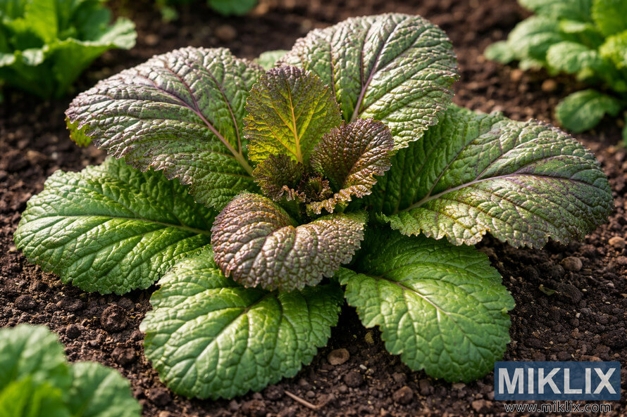 Close-up view of a brown mustard plant with textured green leaves growing in rich garden soil.