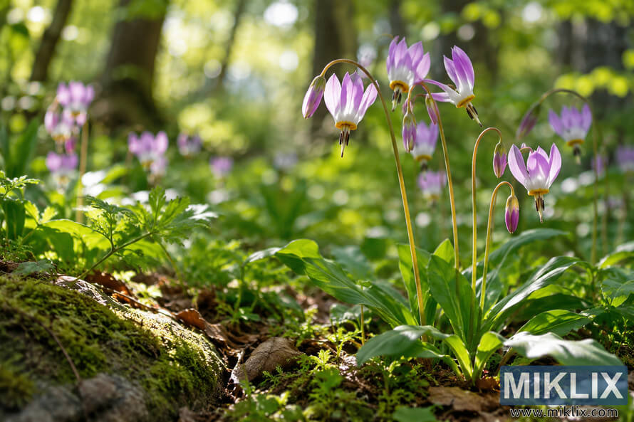 Pink-purple shooting star wildflowers growing among moss and green woodland plants in dappled spring sunlight.