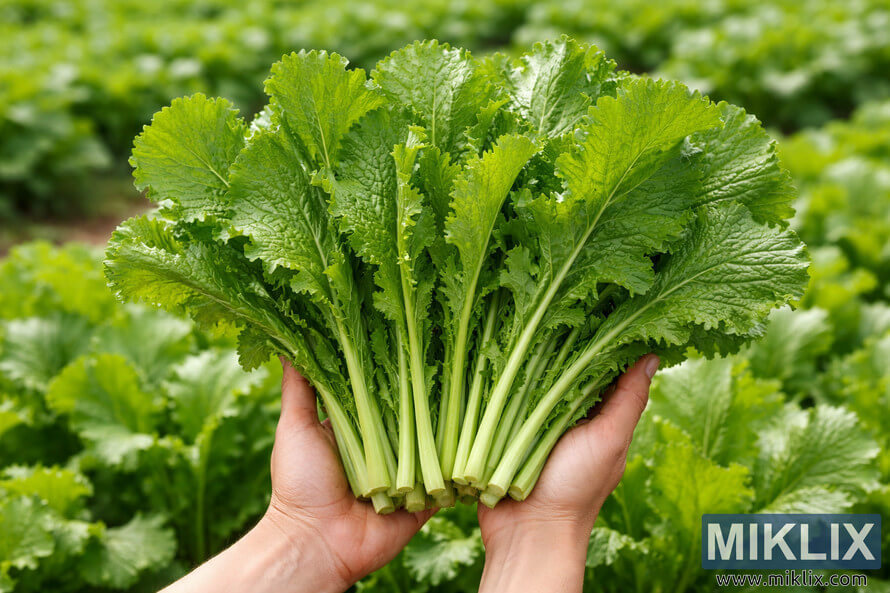 Hands holding a fresh bundle of medium-sized mustard leaves in a lush green field, showing ideal harvest size and vibrant healthy foliage.
