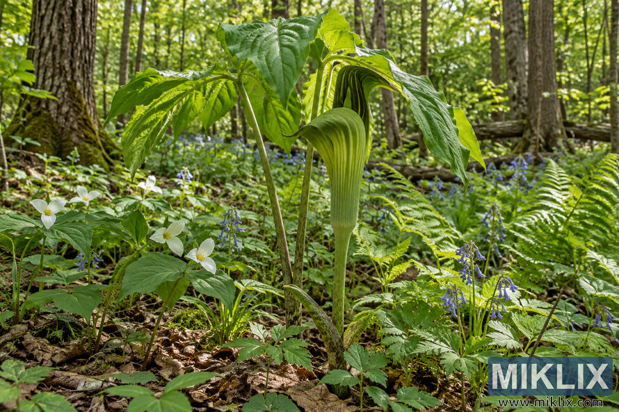 Green hooded woodland wildflower surrounded by white and blue flowers, ferns, leaf litter, moss, and sunlit forest trees. Green hooded woodland wildflower surrounded by white and blue flowers, ferns, leaf litter, moss, and sunlit forest trees.