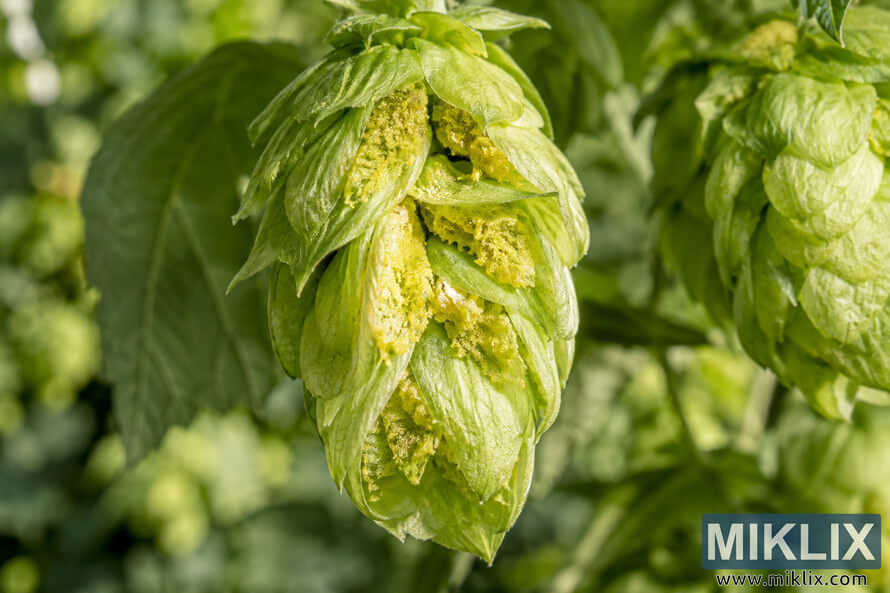 Detailed macro photograph of a fresh green hop cone opened slightly to reveal abundant golden-yellow lupulin glands between its layered bracts, surrounded by hop leaves and softly blurred cones.