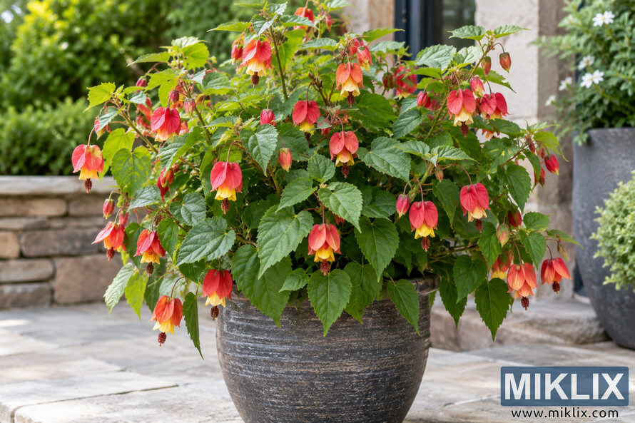 Compact leafy shrub with coral-red and yellow hanging flowers growing in a weathered dark ceramic pot on a stone patio. Compact leafy shrub with coral-red and yellow hanging flowers growing in a weathered dark ceramic pot on a stone patio.