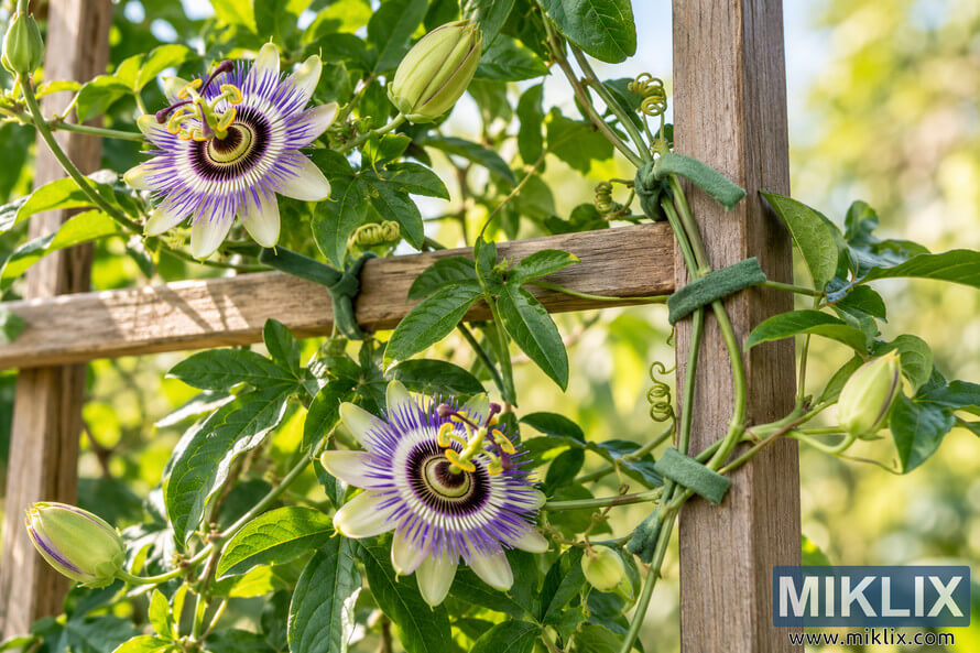 Close-up of a flowering passionflower vine secured with soft green ties to a weathered wooden trellis in a sunlit garden. Close-up of a flowering passionflower vine secured with soft green ties to a weathered wooden trellis in a sunlit garden.