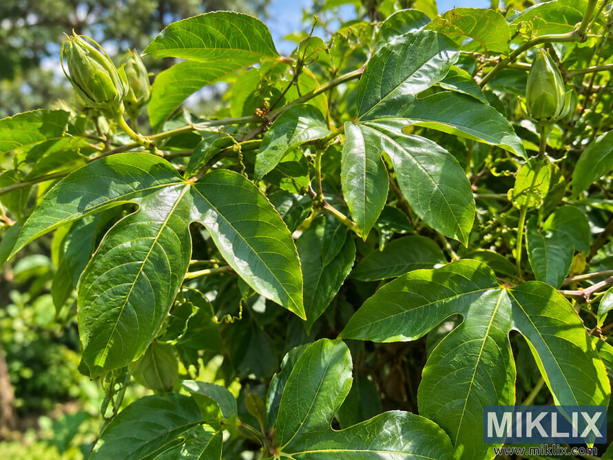 Close-up of healthy green passionflower leaves, tendrils, stems, and unopened buds illuminated by bright direct sunlight. Close-up of healthy green passionflower leaves, tendrils, stems, and unopened buds illuminated by bright direct sunlight.