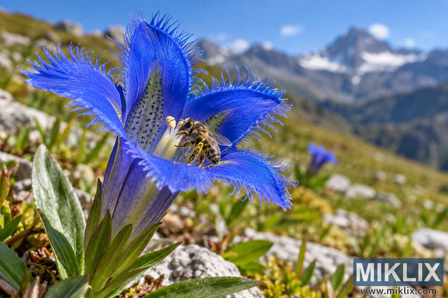 Close-up of a vivid blue fringed flower with a pollen-covered small pollinator, set against a blurred alpine meadow and mountain peaks. Close-up of a vivid blue fringed flower with a pollen-covered small pollinator, set against a blurred alpine meadow and mountain peaks.