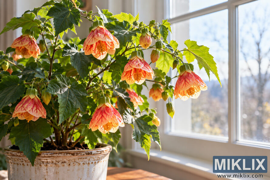 Flowering Abutilon plant with orange lantern-shaped blooms in a weathered ceramic pot beside a bright window. Flowering Abutilon plant with orange lantern-shaped blooms in a weathered ceramic pot beside a bright window.