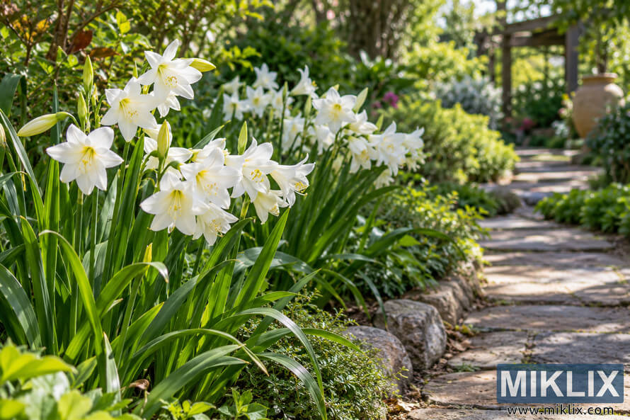 White trumpet-shaped flowers with long green leaves beside a sunlit stone garden path, surrounded by lush greenery.