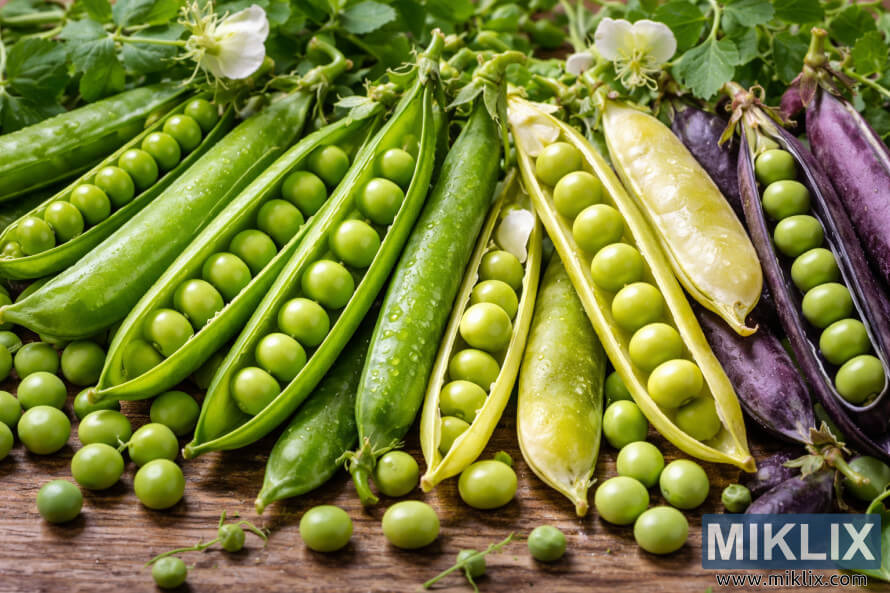 Close-up of green and purple pea pods, some opened to reveal fresh peas, arranged on a rustic wooden surface with leaves and blossoms. Close-up of green and purple pea pods, some opened to reveal fresh peas, arranged on a rustic wooden surface with leaves and blossoms.