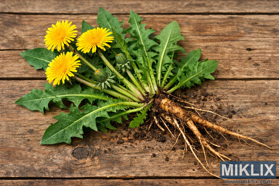 Freshly harvested dandelion plant with yellow flowers, green leaves, and roots displayed on rustic wooden surface.