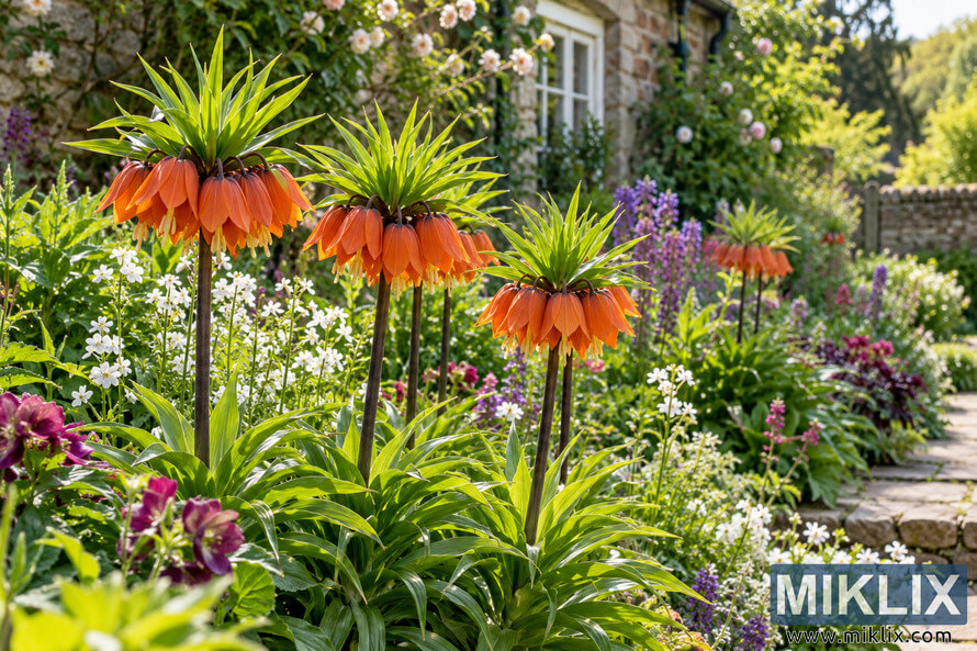 Orange Crown Imperial flowers rising above a lush cottage garden border beside a rustic stone house in warm spring sunlight. Orange Crown Imperial flowers rising above a lush cottage garden border beside a rustic stone house in warm spring sunlight.
