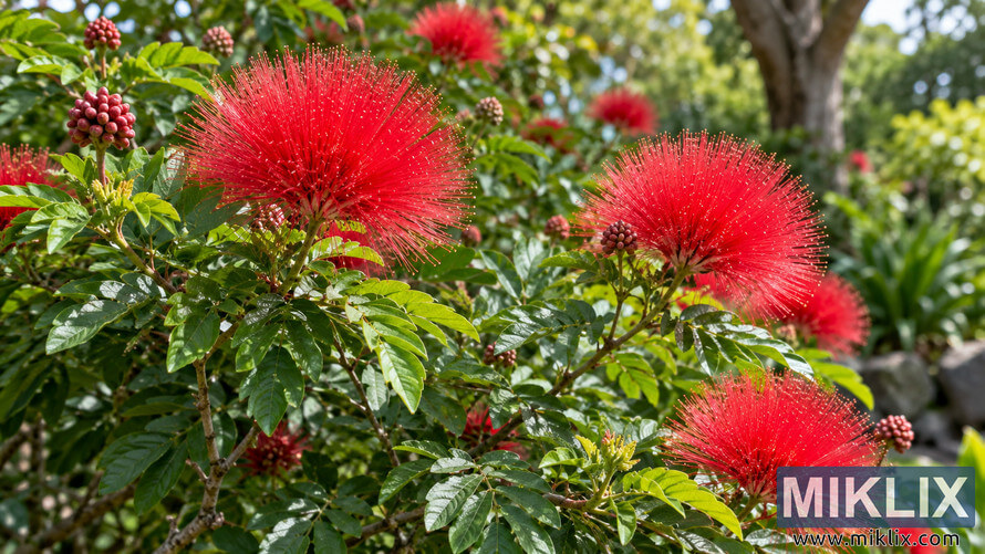 Bright red Powder Puff flowers blooming among glossy green foliage, with unopened buds and a softly blurred garden background. Bright red Powder Puff flowers blooming among glossy green foliage, with unopened buds and a softly blurred garden background.