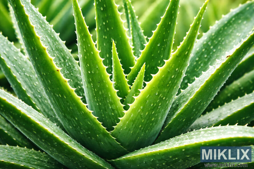 Imagem ampliada em alta resolução de uma planta de Aloe vera saudável, com folhas verdes grossas e carnudas cobertas por gotas de água. Imagem ampliada em alta resolução de uma planta de Aloe vera saudável, com folhas verdes grossas e carnudas cobertas por gotas de água.