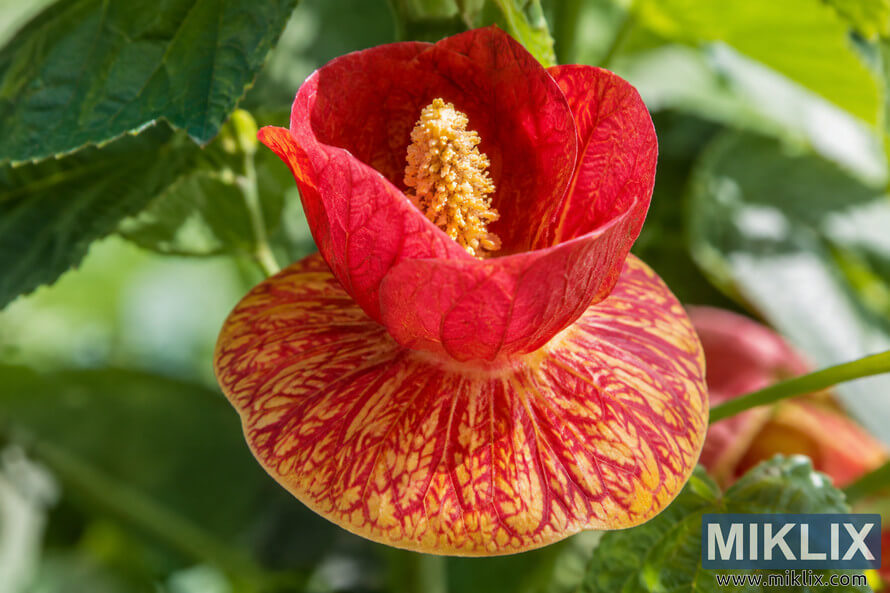 Macro close-up of a red cup-shaped flower with a yellow-red saucer-like lower structure surrounded by green leaves Macro close-up of a red cup-shaped flower with a yellow-red saucer-like lower structure surrounded by green leaves