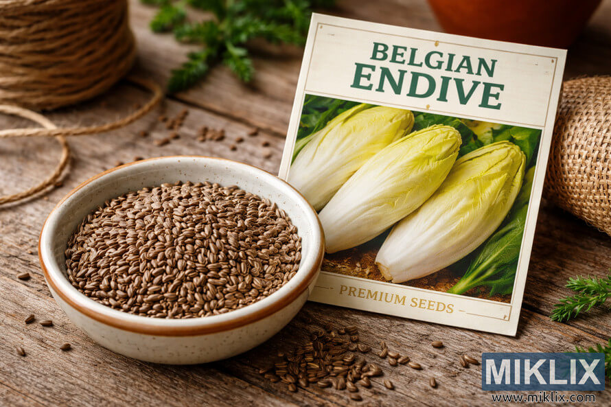 Close-up of Belgian endive seeds in a small ceramic bowl beside a Belgian Endive seed packet on a rustic wooden table.