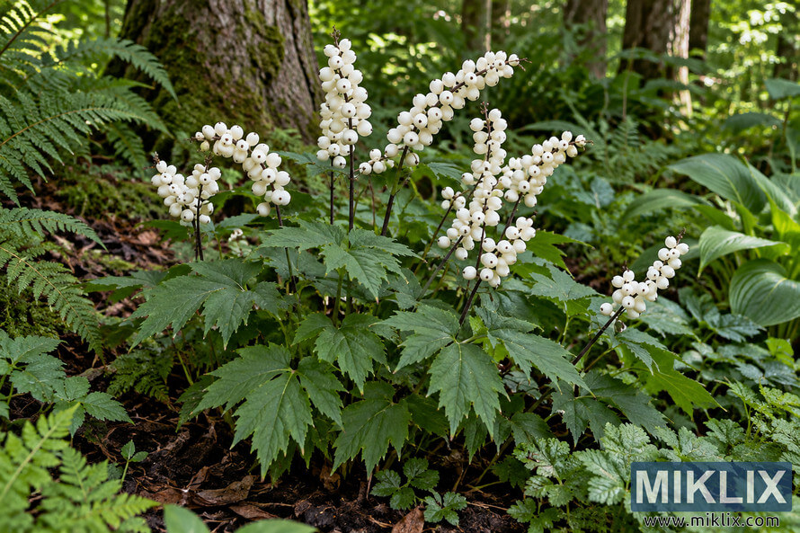 White baneberry with clusters of creamy white berries and green foliage growing among ferns in a moist, shaded woodland border. White baneberry with clusters of creamy white berries and green foliage growing among ferns in a moist, shaded woodland border.