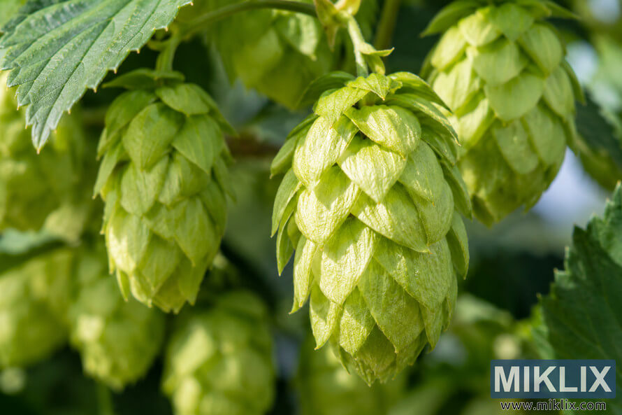 Macro landscape photograph of fresh green hop cones on the vine, with a sharply focused central cone showing overlapping pointed bracts and fine veins in bright natural sunlight, surrounded by softly blurred hops and serrated green leaves. Macro landscape photograph of fresh green hop cones on the vine, with a sharply focused central cone showing overlapping pointed bracts and fine veins in bright natural sunlight, surrounded by softly blurred hops and serrated green leaves.